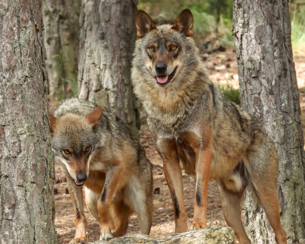 …in the midst of wolves