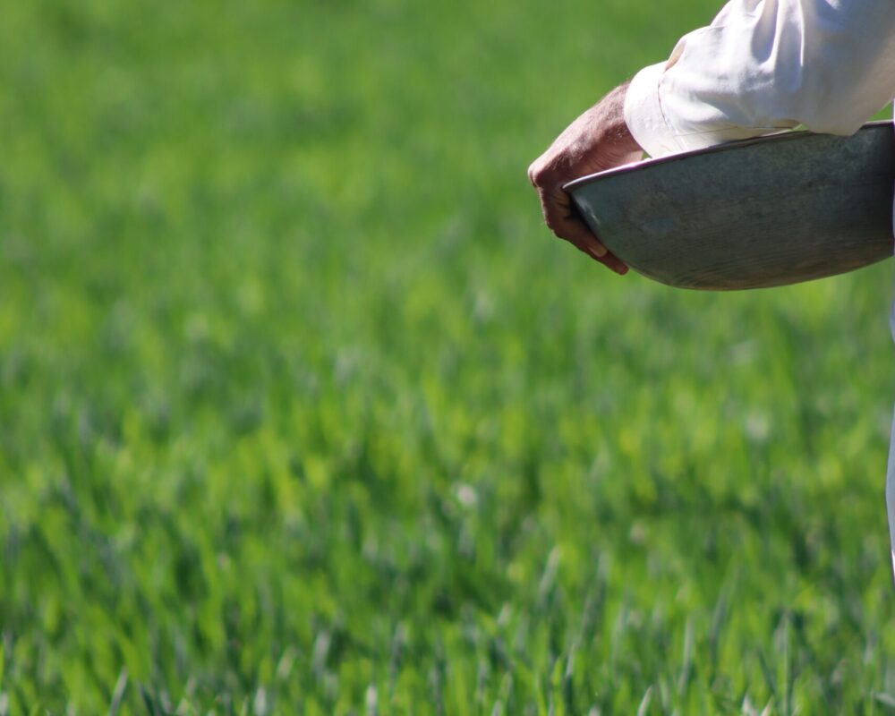 A sower went out to sow