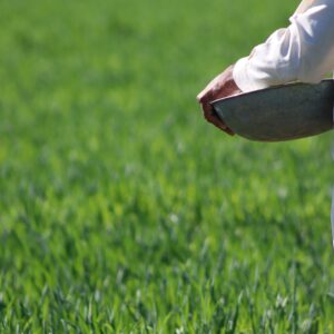A sower went out to sow