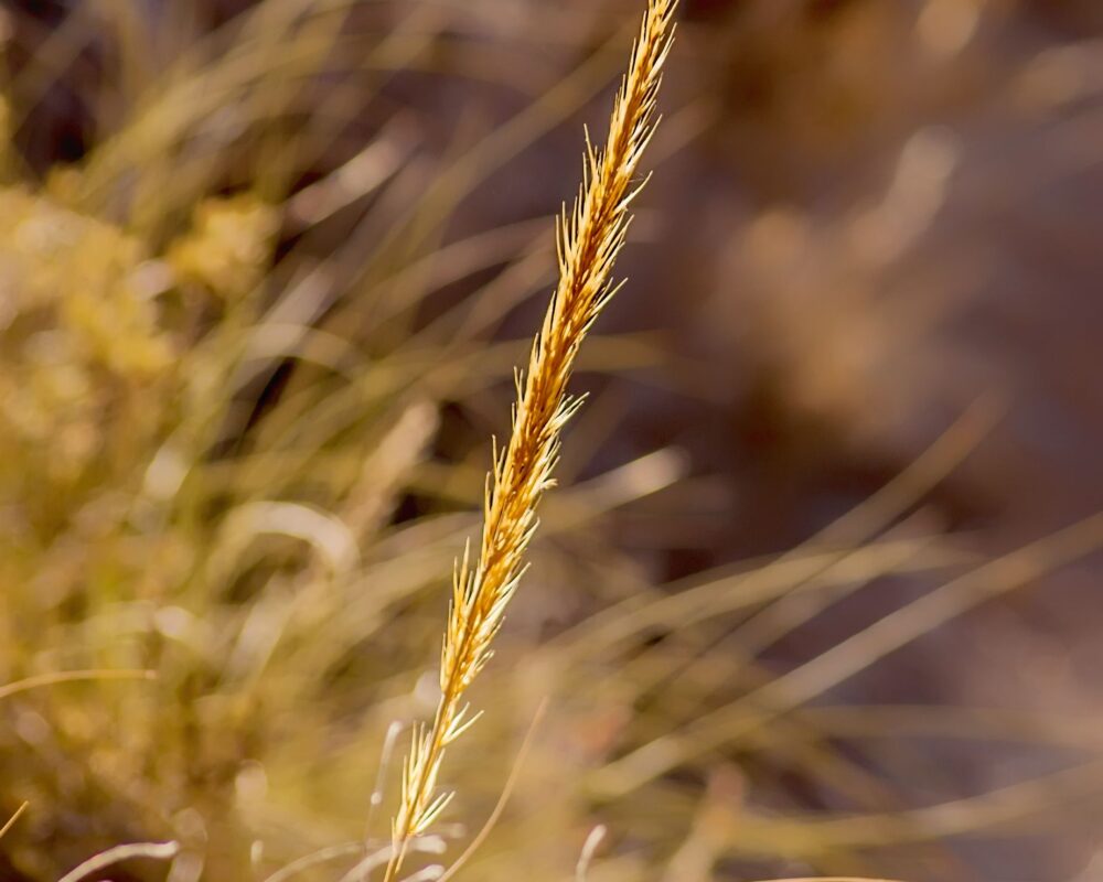 Weed and wheat