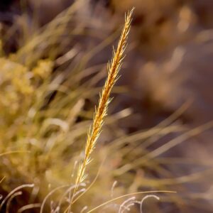 Weed and wheat